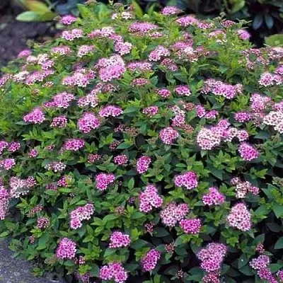 Спирея ЛИТЛ ПРИНЦЕСС японская  Спирея ЛИТЛ ПРИНЦЕСС японская в Томске