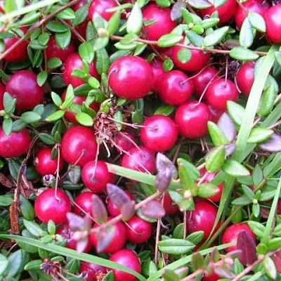 Клюква ПИЛИГРИМ  Клюква ПИЛИГРИМ в Томске