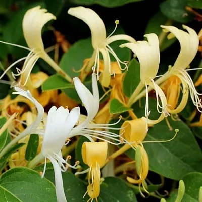 Жимолость ХАЛЛИАНА японская (Хелиана)  Жимолость ХАЛЛИАНА японская (Хелиана) в Томске