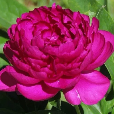 Пион БАРХАТ НОЧИ травянистый  Пион БАРХАТ НОЧИ травянистый в Томске