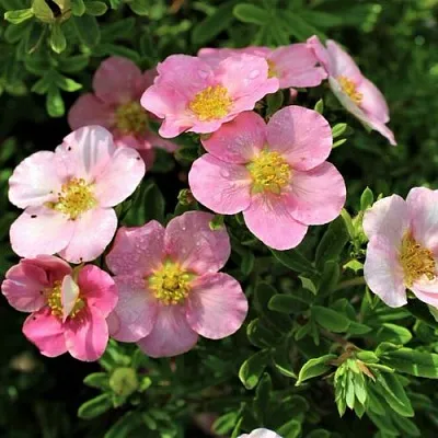 Лапчатка ЛАВЛИ ПИНК кустарниковая  Лапчатка ЛАВЛИ ПИНК кустарниковая в Томске