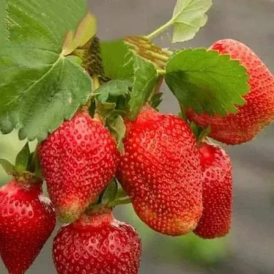 Клубника АЗИЯ  Клубника АЗИЯ в Томске