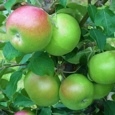 Яблоня НАВАВИТА  Яблоня НАВАВИТА в Томске