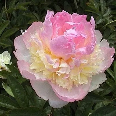 Пион РАСБЕРРИ САНДЕЙ травянистый  Пион РАСБЕРРИ САНДЕЙ травянистый в Томске