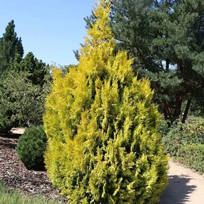 Туя СТОУНХАМ ГОЛД складчатая  Туя СТОУНХАМ ГОЛД складчатая в Томске