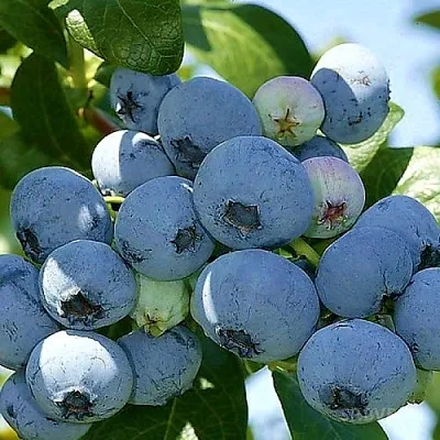 Голубика НУИ  Голубика НУИ в Томске