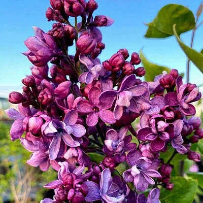 Сирень ВИОЛЕТТА  Сирень ВИОЛЕТТА в Томске