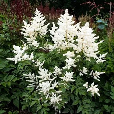 Астильба ДОЙЧЛАНД японская в Томске