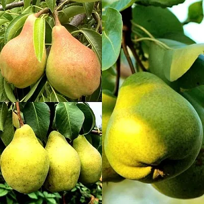 Комплект НАСТОЯЩИЙ ВОСТОРГ в Томске