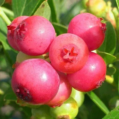 Голубика ПИНК ЛИМОНАД  Голубика ПИНК ЛИМОНАД в Томске