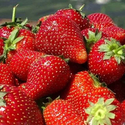 Клубника ПИРЧИНКЬЮ  Клубника ПИРЧИНКЬЮ в Томске