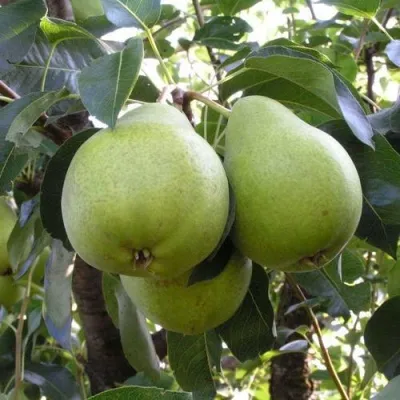 Груша МАСЛЯНИСТАЯ ЛЕТНЯЯ — описание сорта Груша МАСЛЯНИСТАЯ ЛЕТНЯЯ в Томске
