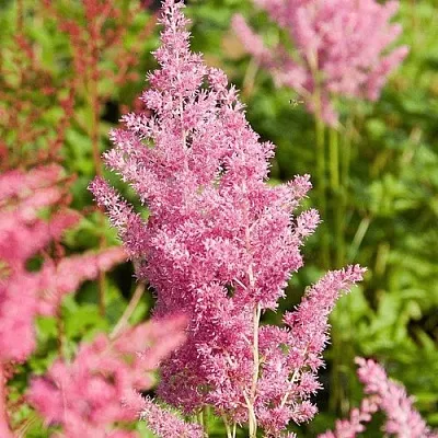 Астильба РЕЙНЛЕНД японская в Томске