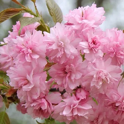 Сакура РОЗЕА ПЛЕНА в Томске