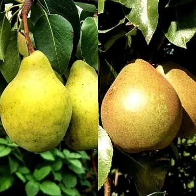 Комплект ДУЭТ в Томске