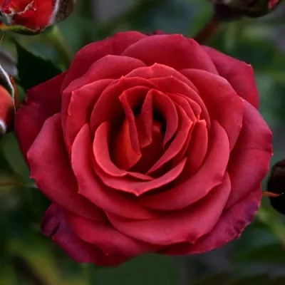 Саженцы роз ЧОКОЧИНО спрей  Саженцы роз ЧОКОЧИНО спрей в Томске