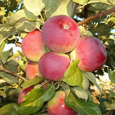 Яблоня ОРЛИК  Яблоня ОРЛИК в Томске