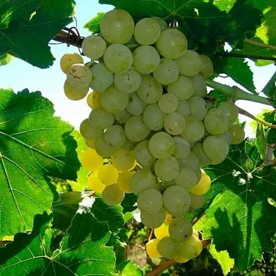 Виноград КИШМИШ МУСКАТНЫЙ в Томске