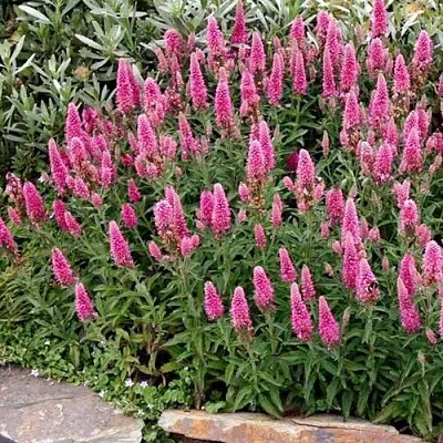 Вероника РОЗЕА колосковая в Томске