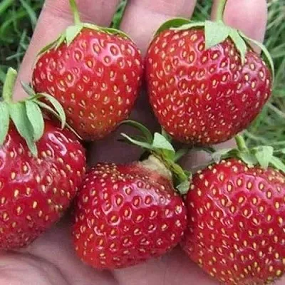 Клубника ВИМА ЗАНТА  Клубника ВИМА ЗАНТА в Томске