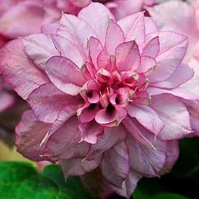 Клематис ИННОСЕНТ ГЛАНС  Клематис ИННОСЕНТ ГЛАНС в Томске