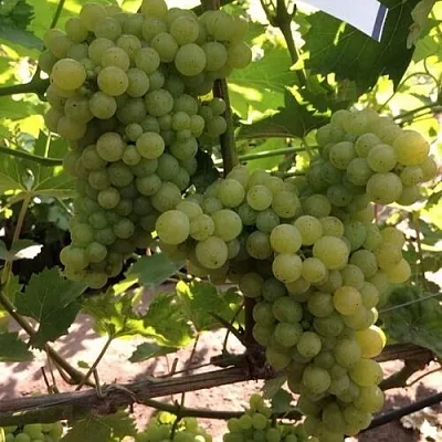 Виноград КИШМИШ 311 в Томске