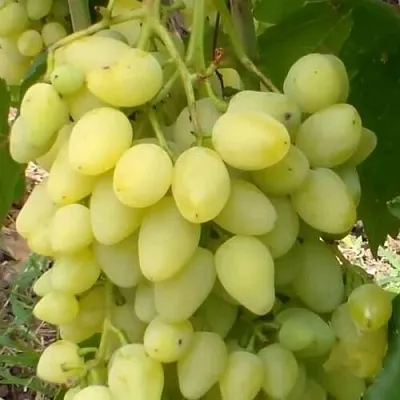 Виноград ЗАРНИЦА в Томске