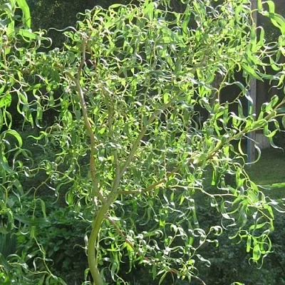 Ива МАТСУДАНА  Ива МАТСУДАНА в Томске