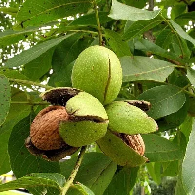 Грецкий орех  Грецкий орех в Томске