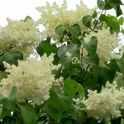 Сирень АМУРСКАЯ  Сирень АМУРСКАЯ в Томске