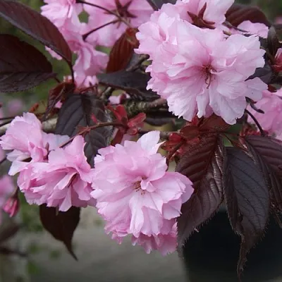 Сакура РОЯЛ БУРГУНДИ в Томске