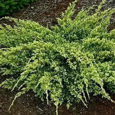 Можжевельник ДРИМ ДЖОЙ чешуйчатый  Можжевельник ДРИМ ДЖОЙ чешуйчатый в Томске