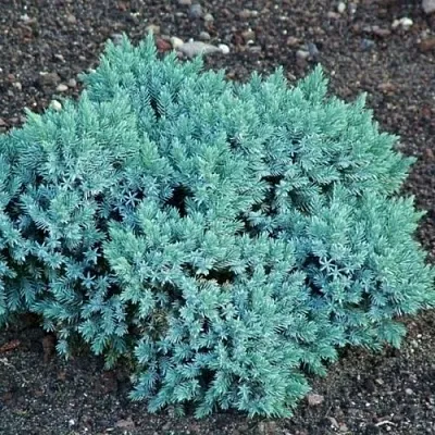 Можжевельник БЛЮ СТАР чешуйчатый  Можжевельник БЛЮ СТАР чешуйчатый в Томске