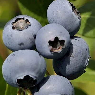 Голубика ЧАНДЛЕР  Голубика ЧАНДЛЕР в Томске