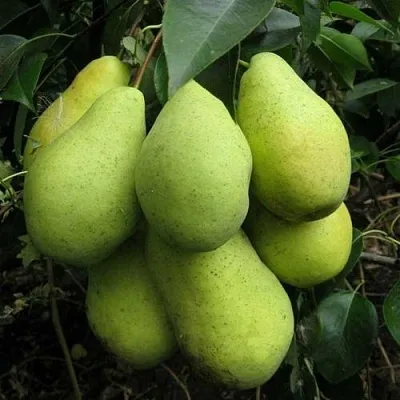 Груша ФЕВРАЛЬСКИЙ СУВЕНИР в Томске