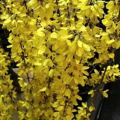 Форзиция ГОЛДРАУШ  Форзиция ГОЛДРАУШ в Томске