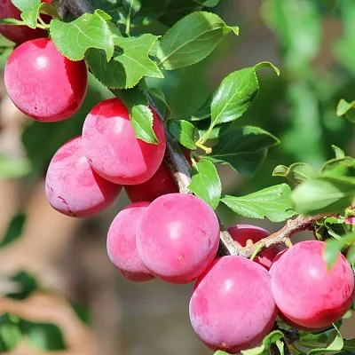 Алыча  Алыча в Томске