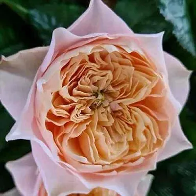 Саженцы роз ВУВУЗЕЛА РОМАНТИК чайно-гибридная  Саженцы роз ВУВУЗЕЛА РОМАНТИК чайно-гибридная в Томске