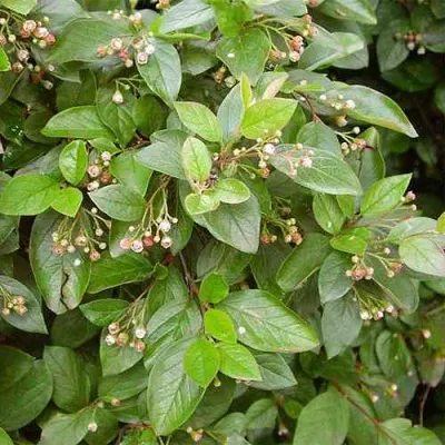 Кизильник блестящий в Томске