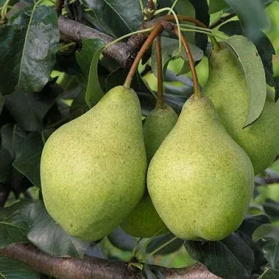 Груша ОРЛОВСКАЯ ЛЕТНЯЯ в Томске