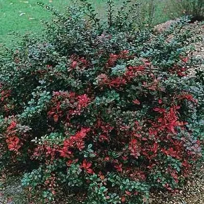 Барбарис РЕД ДЖЕВЕЛ средний   Барбарис РЕД ДЖЕВЕЛ средний  в Томске
