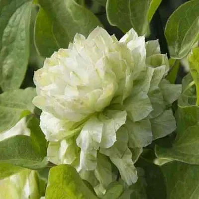 Клематис КОХАНА  Клематис КОХАНА в Томске