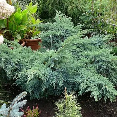 Можжевельник БЛЮ ШВЕД (СВИД) чешуйчатый  Можжевельник БЛЮ ШВЕД (СВИД) чешуйчатый в Томске