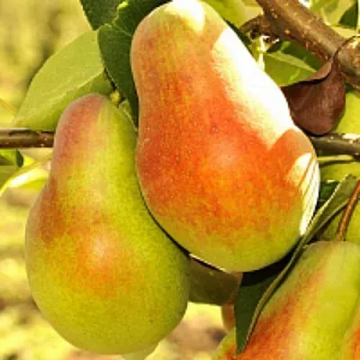 Груша РУССКАЯ КРАСАВИЦА (КРАСАВИЦА ЧЕРНЕНКО) в Томске