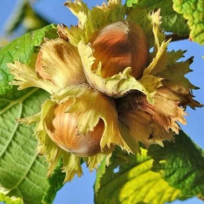 Фундук ТОНДА РОМАНА  Фундук ТОНДА РОМАНА в Томске