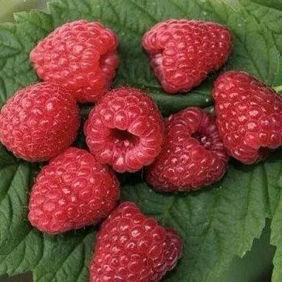 Малина ЗЮГАНА в Томске