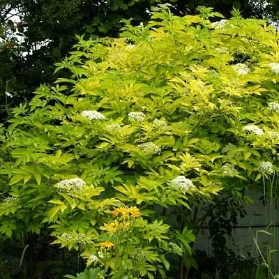 Бузина черная АУРЕА  Бузина черная АУРЕА в Томске