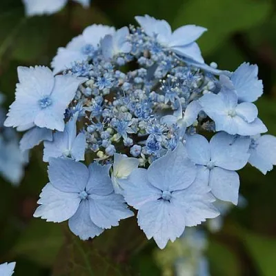 Гортензия БЛЮ ДЕКЛ пильчатая  Гортензия БЛЮ ДЕКЛ пильчатая в Томске