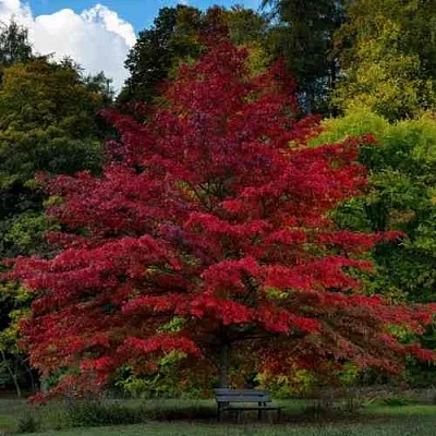 Дуб болотный  Дуб болотный в Томске