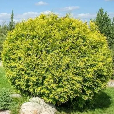 Туя ГОЛДЕН ГЛОБ западная — описание сорта Туя ГОЛДЕН ГЛОБ западная в Томске